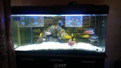 我的虎魚真菌感染了要怎么處理 森森底濾缸怎么樣 森森魚缸 森森底濾缸怎么樣 森森底濾缸怎么樣 森森魚缸