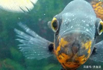白點病30度為啥還會爆發（為什么魚在30度的水中仍然出現白點？）