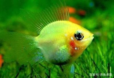 白點病30度為啥還會爆發（為什么魚在30度的水中仍然出現白點？）