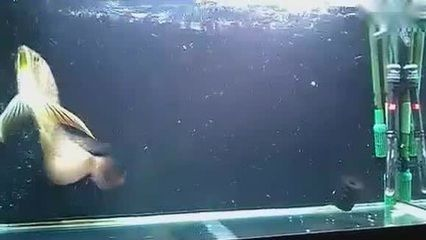 如何預防魟魚跳缸技巧：如何預防魟魚跳缸 如何預防魟魚跳缸技巧：如何預防魟魚跳缸 魟魚百科 第2張
