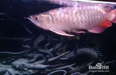 如何預防魟魚跳缸技巧：如何預防魟魚跳缸 如何預防魟魚跳缸技巧：如何預防魟魚跳缸 魟魚百科 第3張