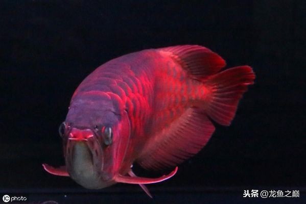 如何預防魟魚跳缸技巧：如何預防魟魚跳缸 如何預防魟魚跳缸技巧：如何預防魟魚跳缸 魟魚百科 第4張