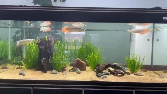 龍魚缸配置vs祥龍魚場：龍魚缸配置與祥龍魚場
