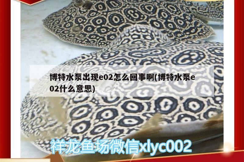 博特水泵出現e02怎么回事啊(博特水泵e02什么意思)