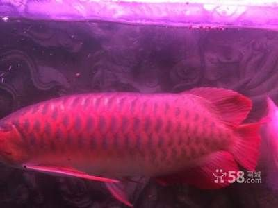 紅龍魚苗發(fā)色期光照管理：紅龍魚發(fā)色期光照管理的實用技巧和建議紅龍魚苗發(fā)色期光照管理