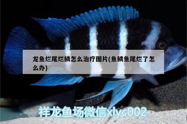 龍魚爛尾是什么原因vs祥龍魚場：如何預防龍魚爛尾