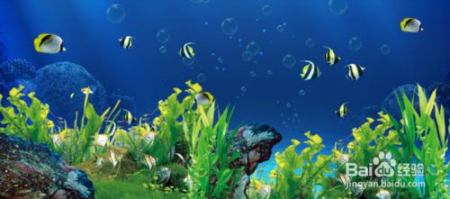 飼料 過背金龍魚百度百科【金龍魚養多久能長大】 金龍魚百科 過背金龍魚百度百科【金龍魚養多久能長大】 過背金龍魚百度百科【金龍魚養多久能長大】 金龍魚百科