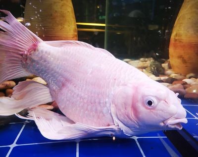 紅龍魚和蝴蝶鯉混養(yǎng)好嗎：紅龍魚和蝴蝶鯉可以混養(yǎng)嗎