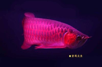 紅龍魚有什么品牌的 紅龍魚有什么品牌的 龍魚百科 第2張