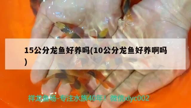 15公分龍魚好養嗎(10公分龍魚好養啊嗎)