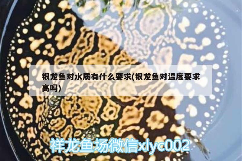 銀龍魚對水質有什么要求(銀龍魚對溫度要求高嗎)