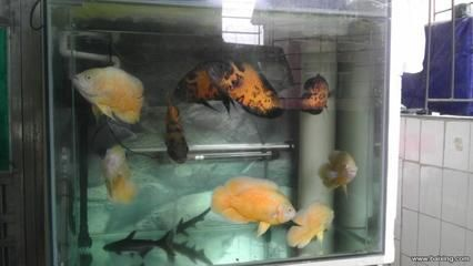 虎魚能和地圖一起養嗎：虎魚可以與地圖魚一起養嗎，虎魚能與地圖魚一起養嗎 虎魚能和地圖一起養嗎：虎魚可以與地圖魚一起養嗎，虎魚能與地圖魚一起養嗎 虎魚百科 第1張