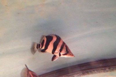 虎魚苗溫度多少合適冬天：虎魚苗水溫多少合適冬天養？ 虎魚苗溫度多少合適冬天：虎魚苗水溫多少合適冬天養？ 虎魚百科 第2張