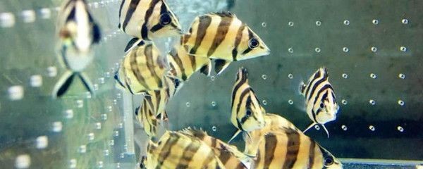 虎魚苗溫度多少合適冬天：虎魚苗水溫多少合適冬天養？ 虎魚苗溫度多少合適冬天：虎魚苗水溫多少合適冬天養？ 虎魚百科 第1張