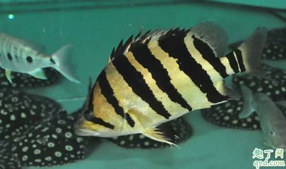 虎魚身上長白點圖片和顏色:虎魚身上長白點可能是由于以下幾種原因和解決方案 虎魚百科 第2張 虎魚身上長白點圖片和顏色:虎魚身上長白點可能是由于以下幾種原因和解決方案 虎魚身上長白點圖片和顏色:虎魚身上長白點可能是由于以下幾種原因和解決方案 虎魚百科 第2張