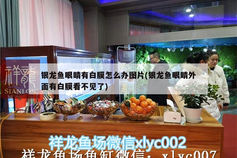 銀龍魚眼睛有白膜怎么辦圖片(銀龍魚眼睛外面有白膜看不見了)