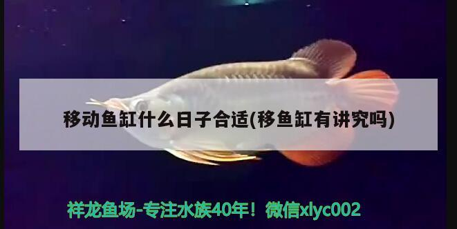 我的虎魚真菌感染了要怎么處理 移動魚缸什么日子合適(移魚缸有講究嗎) 金龍魚百科 移動魚缸什么日子合適(移魚缸有講究嗎) 移動魚缸什么日子合適(移魚缸有講究嗎) 金龍魚百科
