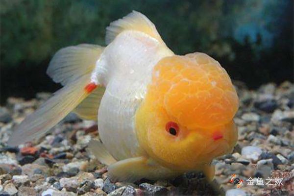 金龍魚疾病早期癥狀識別：金龍魚疾病早期癥狀包括金龍魚的早期癥狀包括鰭條基部充血 金龍魚疾病早期癥狀識別：金龍魚疾病早期癥狀包括金龍魚的早期癥狀包括鰭條基部充血 金龍魚百科 第1張
