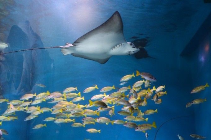 魟魚邊緣有鋸齒狀發白：魟魚邊緣有鋸齒狀發白怎么辦 魟魚邊緣有鋸齒狀發白：魟魚邊緣有鋸齒狀發白怎么辦 魟魚百科 第2張