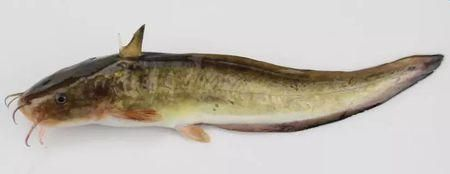 魟魚邊緣有鋸齒狀發白：魟魚邊緣有鋸齒狀發白怎么辦 魟魚邊緣有鋸齒狀發白：魟魚邊緣有鋸齒狀發白怎么辦 魟魚百科 第3張