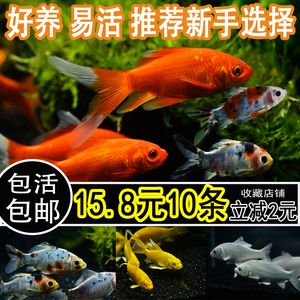 小虎魚好養嗎怎么養：小虎魚好養嗎怎么養小虎魚的養護方法