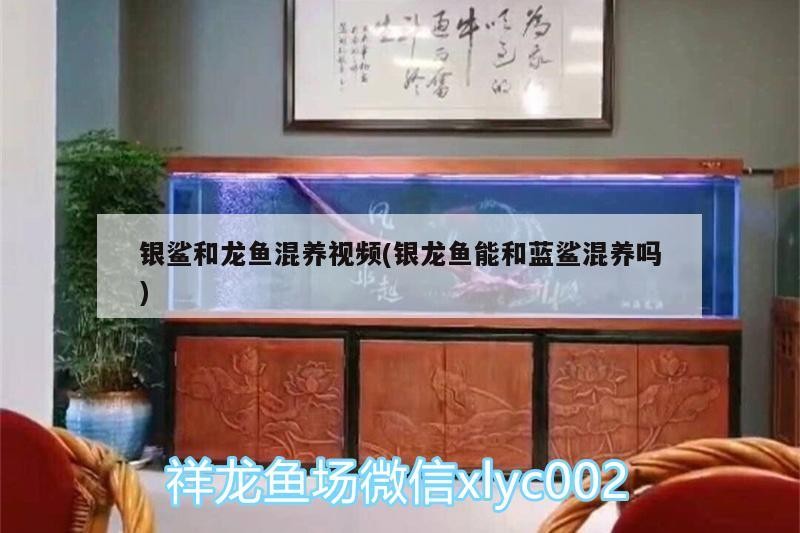 銀鯊和龍魚混養(yǎng)視頻(銀龍魚能和藍(lán)鯊混養(yǎng)嗎)
