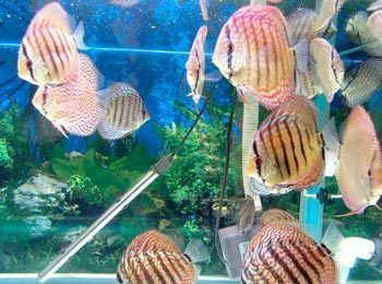 60厘米魚缸養七彩神仙魚好嗎：60厘米的魚缸可以養哪些魚？