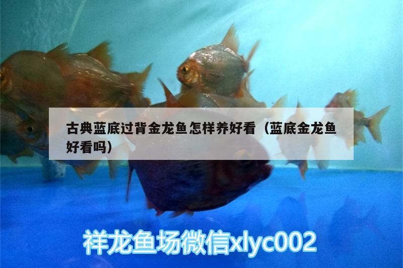 古典藍(lán)底過(guò)背金龍魚怎樣養(yǎng)好看（藍(lán)底金龍魚好看嗎）