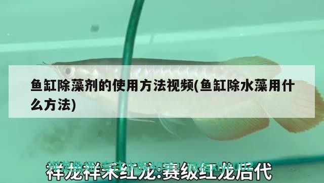 魚缸除藻劑的使用方法視頻(魚缸除水藻用什么方法)
