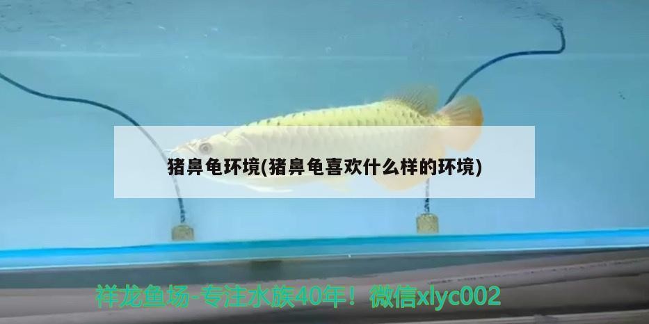 豬鼻龜環(huán)境(豬鼻龜喜歡什么樣的環(huán)境)