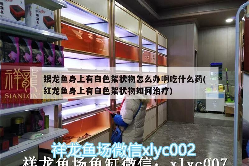 銀龍魚身上有白色絮狀物怎么辦啊吃什么藥(紅龍魚身上有白色絮狀物如何治療)
