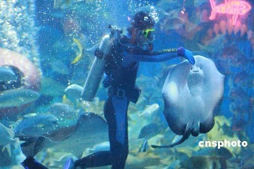 魟魚吃魚視頻：有關魟魚吃魚的視頻匯總
