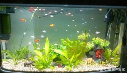 大魚缸怎么樣才能養魚：大魚缸養魚的養魚的關鍵步驟和注意事項