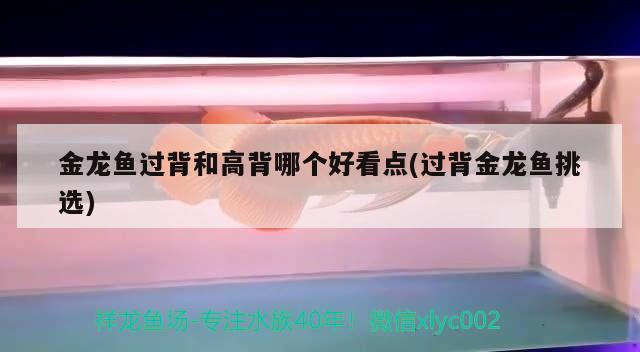 金龍魚過背和高背哪個好看點(過背金龍魚挑選)