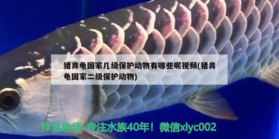 豬鼻龜國家?guī)准壉Ｗo動物有哪些呢視頻(豬鼻龜國家二級保護動物)