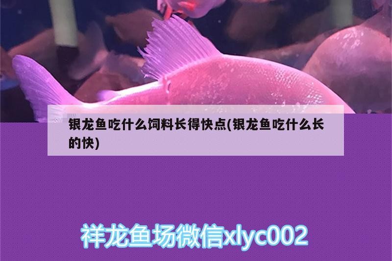 銀龍魚吃什么飼料長得快點(銀龍魚吃什么長的快) 銀龍魚吃什么飼料長得快點(銀龍魚吃什么長的快) 銀龍魚百科