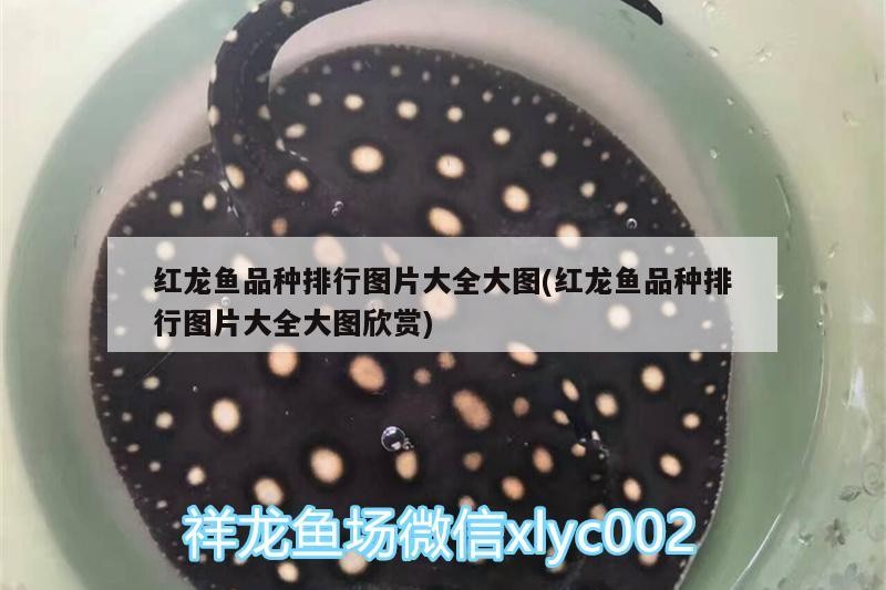 紅龍魚品種排行圖片大全大圖(紅龍魚品種排行圖片大全大圖欣賞)