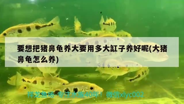 祥龍魚場的水族館加盟費用是多少?,祥龍魚場加盟費用明細表 龍魚百科 第2張 祥龍魚場的水族館加盟費用是多少?,祥龍魚場加盟費用明細表 祥龍魚場的水族館加盟費用是多少?,祥龍魚場加盟費用明細表 龍魚百科 第2張