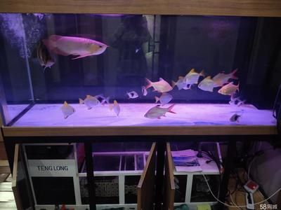40公分魚缸用什么過濾：40公分魚缸過濾器選擇過濾器的注意事項及注意事項