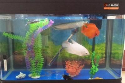 1米2魚(yú)缸下濾槽尺寸設(shè)計(jì)圖：1米2魚(yú)缸下濾槽尺寸設(shè)計(jì) 1米2魚(yú)缸下濾槽尺寸設(shè)計(jì)圖：1米2魚(yú)缸下濾槽尺寸設(shè)計(jì) 魚(yú)缸百科 第3張