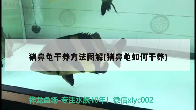 豬鼻龜干養(yǎng)方法圖解(豬鼻龜如何干養(yǎng))