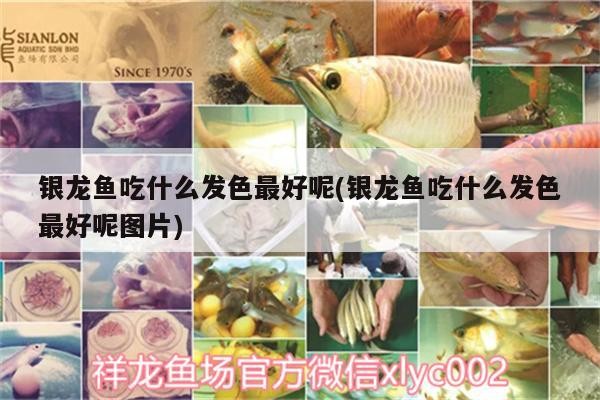 銀龍魚吃什么發色最好呢(銀龍魚吃什么發色最好呢圖片)