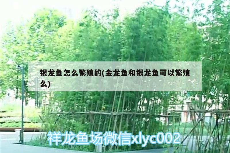 龍魚干蝦有營養嗎 銀龍魚怎么繁殖的(金龍魚和銀龍魚可以繁殖么) 銀龍魚百科 銀龍魚怎么繁殖的(金龍魚和銀龍魚可以繁殖么) 銀龍魚怎么繁殖的(金龍魚和銀龍魚可以繁殖么) 銀龍魚百科