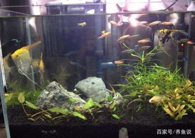 1米的魚缸能養幾條七彩神仙：1米2的魚缸可以養12條七彩神仙魚
