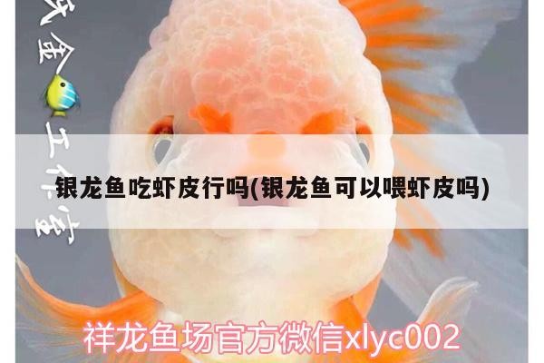 銀龍魚吃蝦皮行嗎(銀龍魚可以喂蝦皮嗎) 銀龍魚吃蝦皮行嗎(銀龍魚可以喂蝦皮嗎) 銀龍魚百科