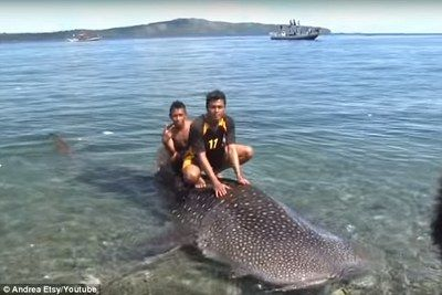 印尼虎魚屬于什么科：印尼虎魚在水族領域中受到一定的關注，不僅因外觀特點 印尼虎魚屬于什么科：印尼虎魚在水族領域中受到一定的關注，不僅因外觀特點 虎魚百科 第1張