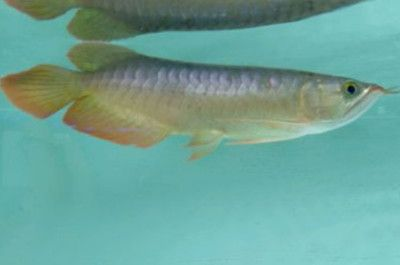 龍魚(yú)爛鱗怎么辦vs祥龍魚(yú)場(chǎng)：祥龍魚(yú)場(chǎng)龍魚(yú)爛鱗急救方法