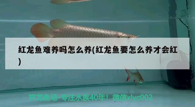 紅龍魚難養(yǎng)嗎怎么養(yǎng)(紅龍魚要怎么養(yǎng)才會(huì)紅)