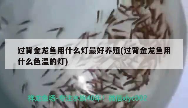 過背金龍魚用什么燈最好養殖(過背金龍魚用什么色溫的燈)