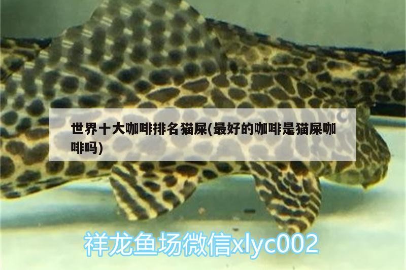 印尼虎魚多少溫度飼養(yǎng)最好:印尼虎魚多少溫度飼養(yǎng)最好印尼虎魚多少溫度飼養(yǎng)最好 世界十大咖啡排名貓屎(最好的咖啡是貓屎咖啡嗎) 馬來西亞咖啡 世界十大咖啡排名貓屎(最好的咖啡是貓屎咖啡嗎) 世界十大咖啡排名貓屎(最好的咖啡是貓屎咖啡嗎) 馬來西亞咖啡